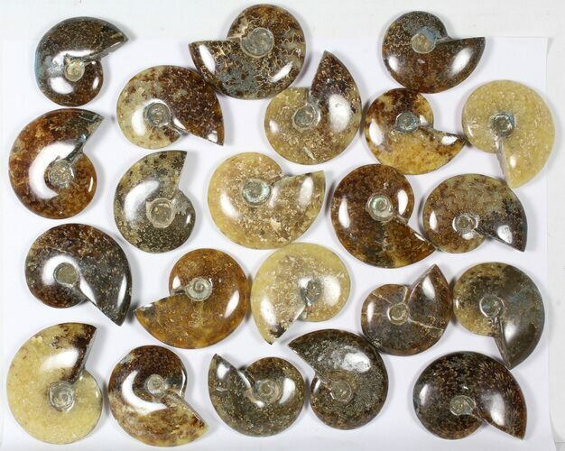 Lot: KG Madagascar Polished Ammonites (-) - Pieces #79355